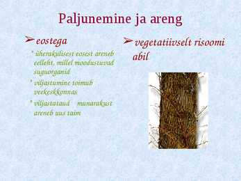 Sõnajalgtaimed #3