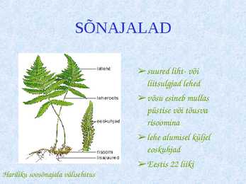 Sõnajalgtaimed #6
