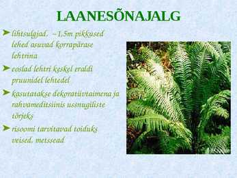 Sõnajalgtaimed #8
