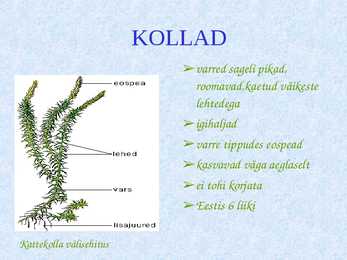 Sõnajalgtaimed #10