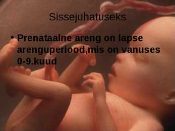 Inimese prenataalne areng #2