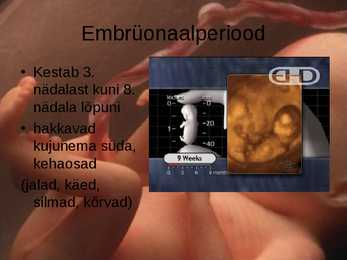 Inimese prenataalne areng #5