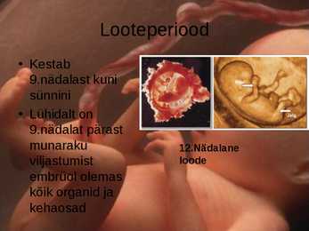 Inimese prenataalne areng #6