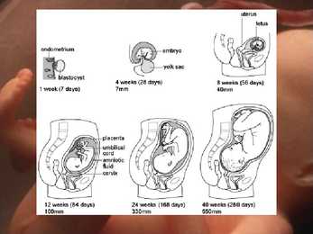 Inimese prenataalne areng #8