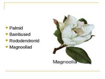 Mussoonmetsad #6