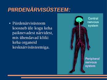 Närvisüsteem #12