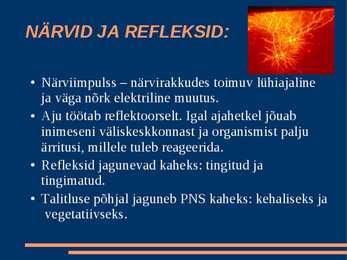 Närvisüsteem #13