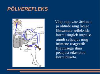 Närvisüsteem #15