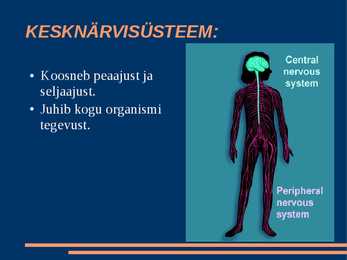 Närvisüsteem #3