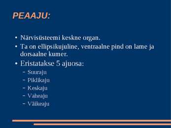 Närvisüsteem #4