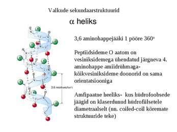 Valgu struktuur #12