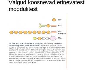 Valgu struktuur #20