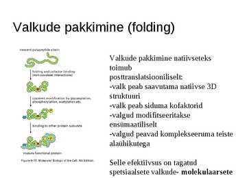 Valgu struktuur #23