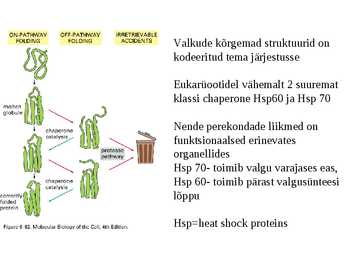 Valgu struktuur #24