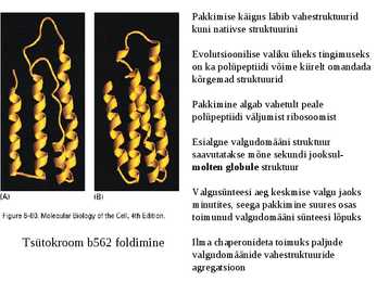 Valgu struktuur #25