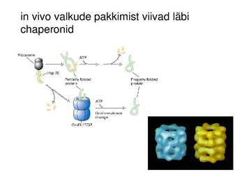 Valgu struktuur #26