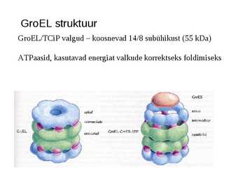Valgu struktuur #28