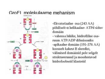 Valgu struktuur #29