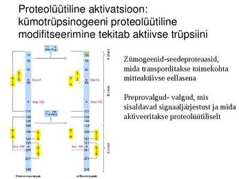 Valgu struktuur #38