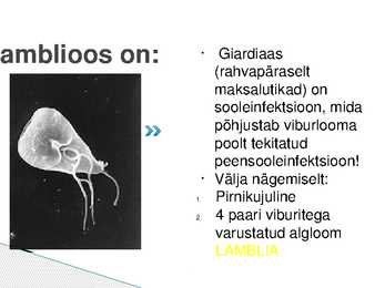 Lamblioos #2