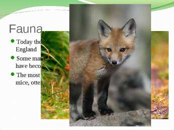 English nature #8