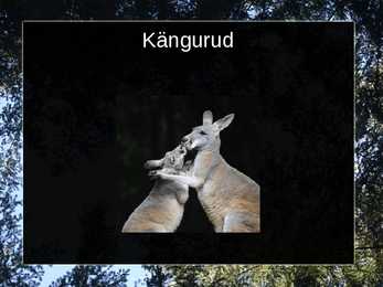 Kukkurloomad #4