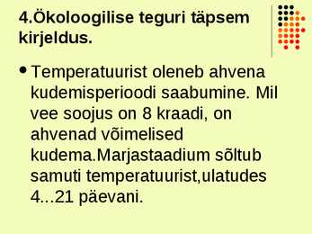 Ahven ehk harilik ahven #4