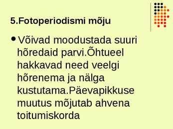 Ahven ehk harilik ahven #5