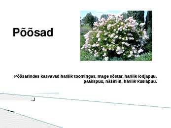 Lammimetsade esitlus #3