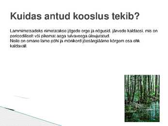 Lammimetsade esitlus #7
