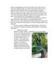 Puud Linnas #2
