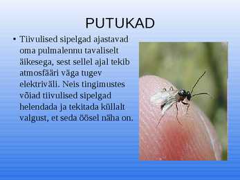 Elekter elusolendites #12
