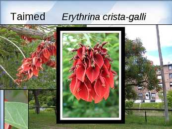 Argentiina #10