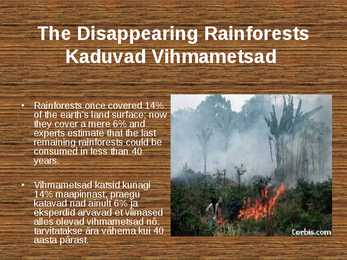 Rainforest destruction #2