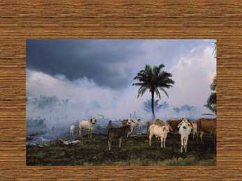 Rainforest destruction #13