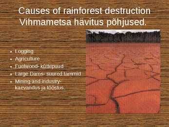 Rainforest destruction #3