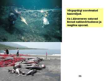 NAKKEPÜÜNISED #36