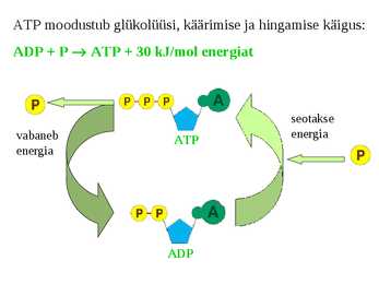 Biokeemia - Metabolism #11