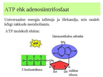 Biokeemia - Metabolism #10