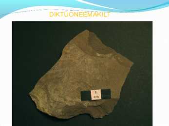 Fosforiit ja diktüoneemakilt #4
