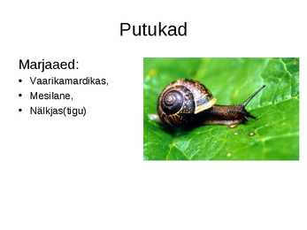 Istandused-puuvilja- ja marjaaed #5