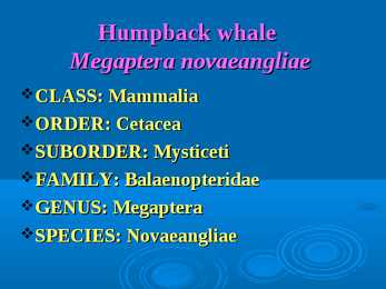 Humpback whale #2
