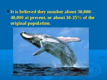 Humpback whale #12