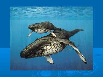 Humpback whale #5