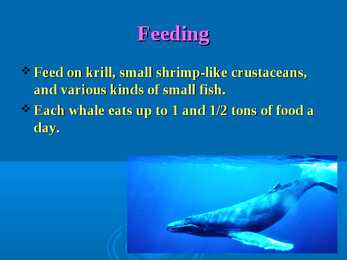 Humpback whale #6