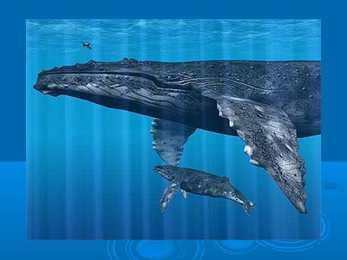 Humpback whale #8