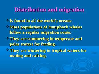 Humpback whale #9