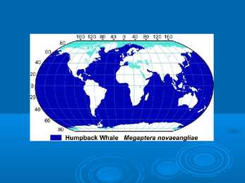 Humpback whale #10