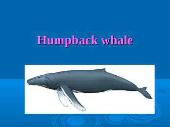 Humpback whale