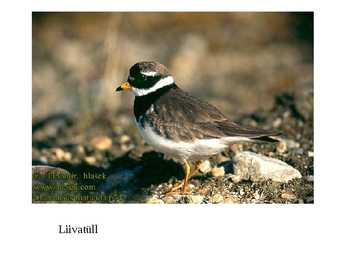 Läänemere linnud #13